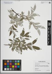 Foto von Salix lapponum L.